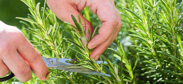 Scientists Find Smelling Rosemary Can Increase Memory By 75%