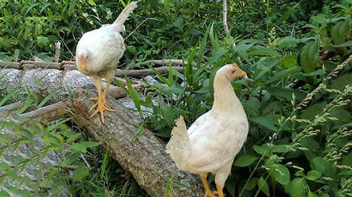 The Prepper’s Guide For Raising Chicken