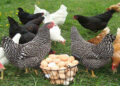 The Prepper’s Guide For Raising Chickens