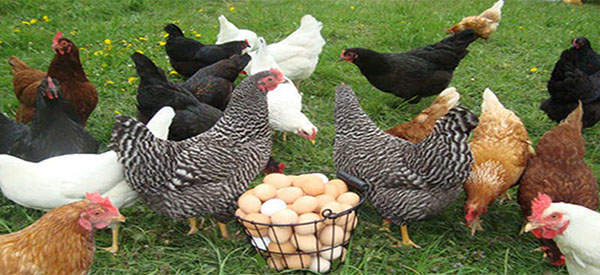 The Prepper’s Guide For Raising Chickens