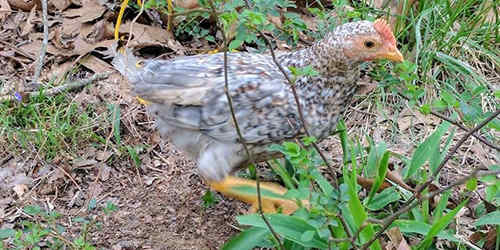 The Prepper’s Guide For Raising Chicken