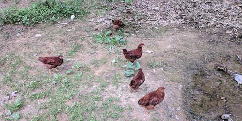 The Prepper’s Guide For Raising Chicken