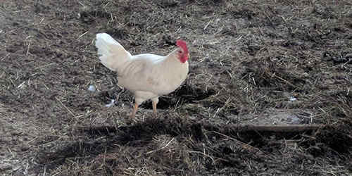 The Prepper’s Guide For Raising Chicken