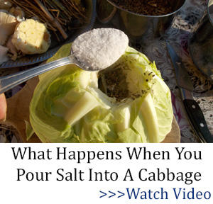 What Happens When You Pour Salt into a Cabbage 