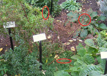 5 Medicinal Plants that My Grandmother Grew in Her Backyard