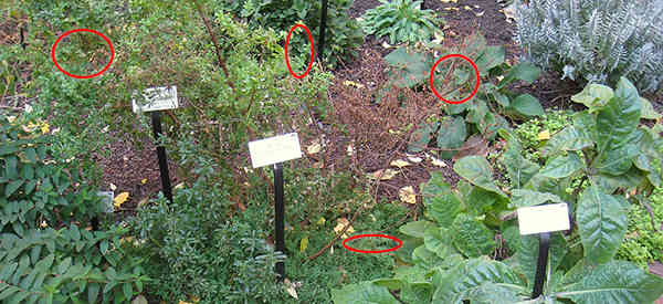 5 Medicinal Plants that My Grandmother Grew in Her Backyard