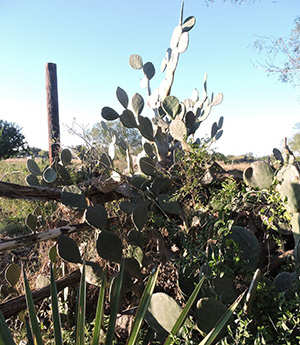 How To Cook In A Cactus Prickly Pear