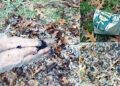 How To Make A Lot Of Compost This Winter