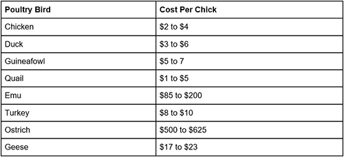 The Best Fowls to Raise for SHTF - Quail, Guineafowl, Chicken, Turkey, Emu costs