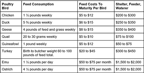 The Best Fowls to Raise for SHTF - Quail, Guineafowl, Chicken, Turkey, Emu costs