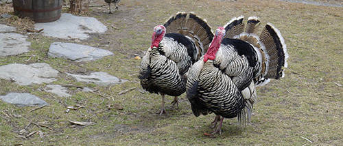 The Best Fowls to Raise for SHTF Quail, Guineafowl, Chicken, Turkey, Emu, etc.