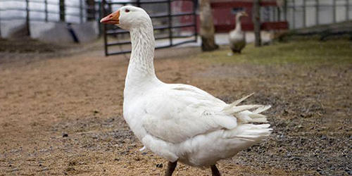 The Best Fowls to Raise for SHTF Quail, Guineafowl, Chicken, Turkey, Emu, etc.