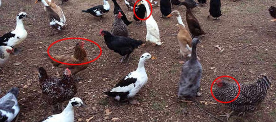 The Best Fowls To Raise For Shtf Quail Guineafowl Chicken