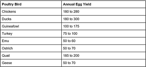 The Best Fowls to Raise for SHTF - Quail, Guineafowl, Chicken, Turkey, Emu poultry