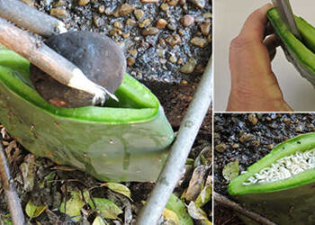 how to cook in a cactus