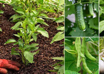 18 Plants That Should Never Be Planted Together