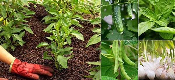 18 Plants That Should Never Be Planted Together
