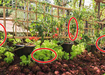 18 Plants That Should Always Be Planted Together