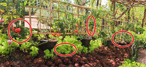 18 Plants That Should Always Be Planted Together