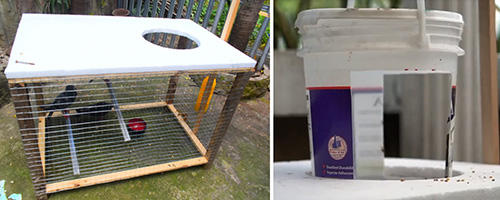 An Ingenious Way to Catch Pigeons and Other Birds in Your Own Backyard