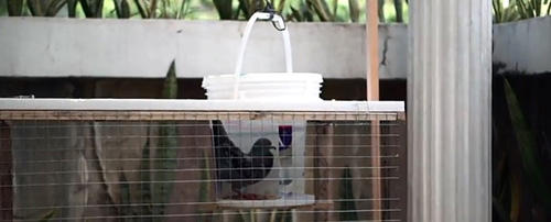 An Ingenious Way to Catch Pigeons and Other Birds in Your Own Backyard