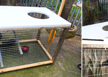 An Ingenious Way to Catch Pigeons and Other Birds in Your Own Backyard