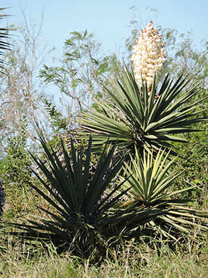 DIY Wilderness Soap And Shampoo From This Plant