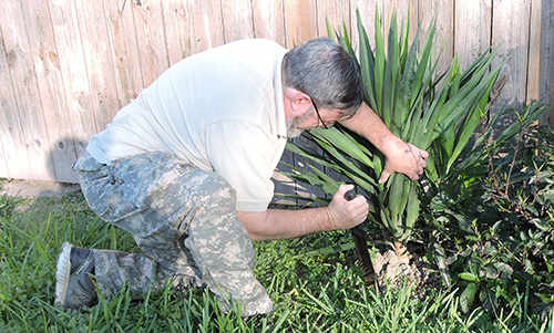 DIY Wilderness Soap And Shampoo From This Plant