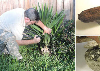 DIY Wilderness Soap And Shampoo From This Plant