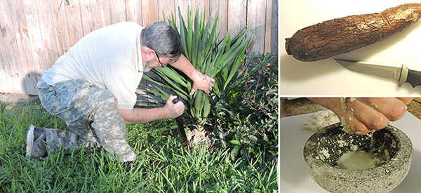 DIY Wilderness Soap And Shampoo From This Plant