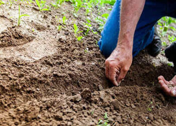 Do Seeds Really Expire