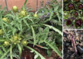 How to Plant a Perennial Food Garden – Fruits Veggies That Will Keep Coming Back Year After Year