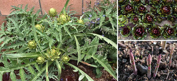 How to Plant a Perennial Food Garden – Fruits Veggies That Will Keep Coming Back Year After Year