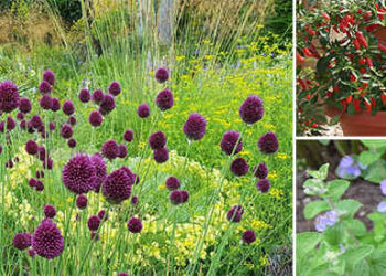 Plants You Should Grow Around Your House To Repel Insects And Bugs (Including Termites)