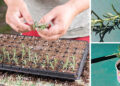 53 Plants & Herbs You Can Propagate From Cuttings