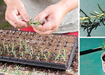 53 Plants & Herbs You Can Propagate From Cuttings