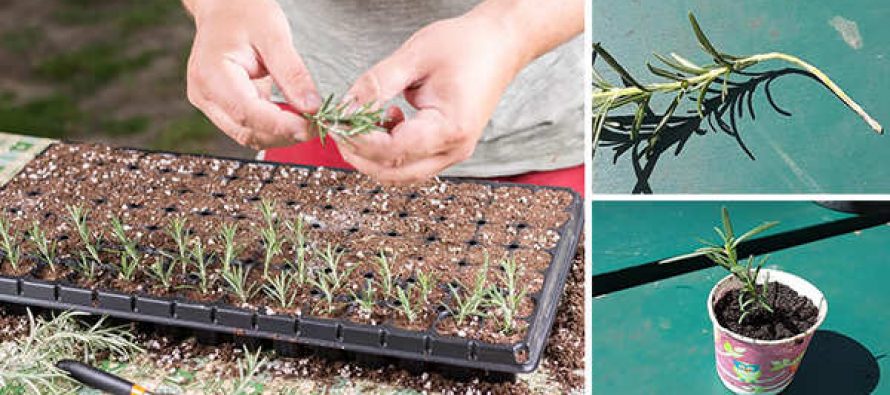 Growing Plants From Cuttings 53-Plants-Herbs-You-Can-Propagate-From-Cuttings-890x395_c