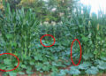 The Three Sister Garden Plans How To Get The Most Out Of Every Square Feet