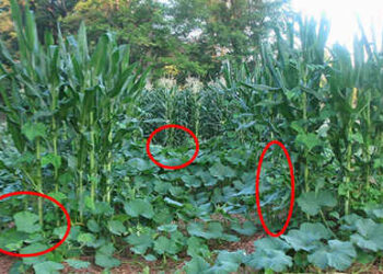 The Three Sister Garden Plans How To Get The Most Out Of Every Square Feet