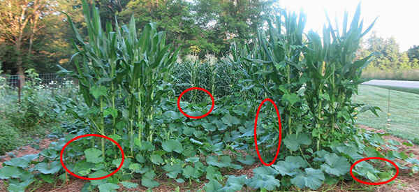 The Three Sister Garden Plans How To Get The Most Out Of Every Square Feet