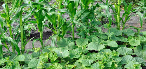 The Three Sister Garden Plans How To Get The Most Out Of Every Square Feet 4