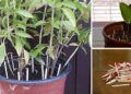 Why You Should Place Matches In Your Flower Pots