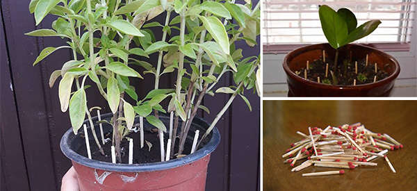 Why You Should Place Matches In Your Flower Pots