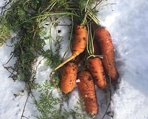 10 Vegetables That You Can Stockpile Without Refrigeration For A Full Year