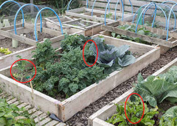 10 Vegetables That You Can Stockpile Without Refrigeration For A Full Year