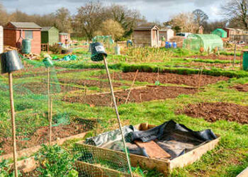 5 Myths About Organic Gardening