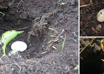 Bury An Egg In Your Garden Soil, What Happens Few Days Later Will Surprise You