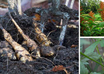 10 Survival Crops You Can Grow Without Irrigation
