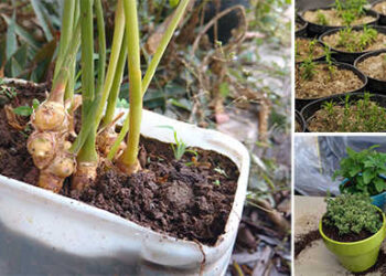 8 Medicinal Plants You Can Grow Indoors