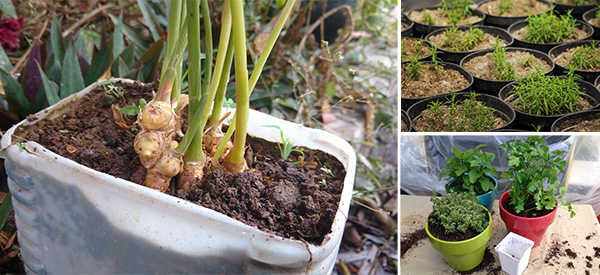 8 Medicinal Plants You Can Grow Indoors